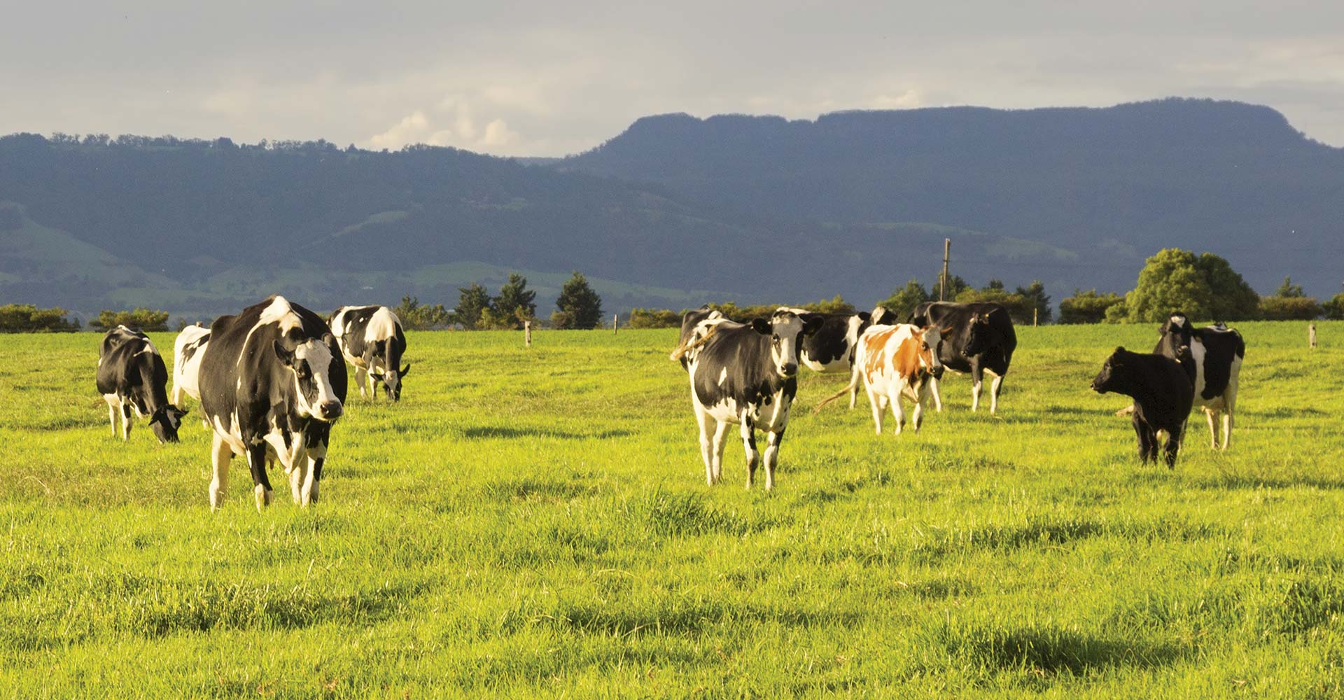 Cows enjoying a lush, green pasture